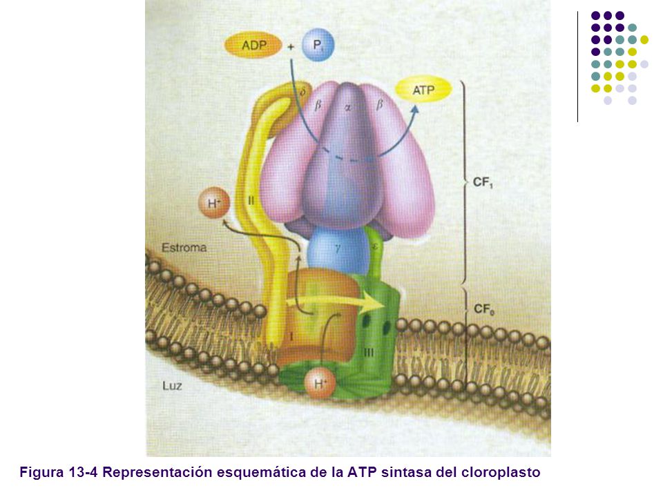 Figura 13-4 Representación esquemática de la ATP sintasa del cloroplasto