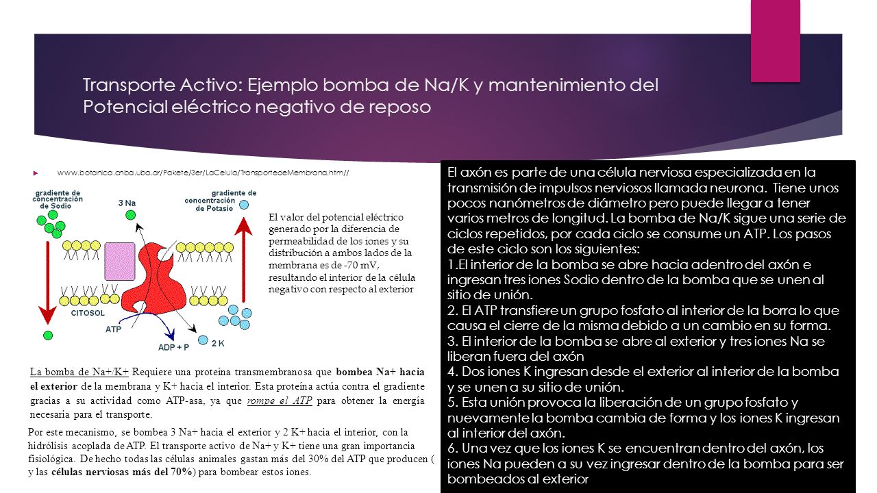 Transporte Activo: Ejemplo bomba de Na/K y mantenimiento del Potencial eléctrico negativo de reposo