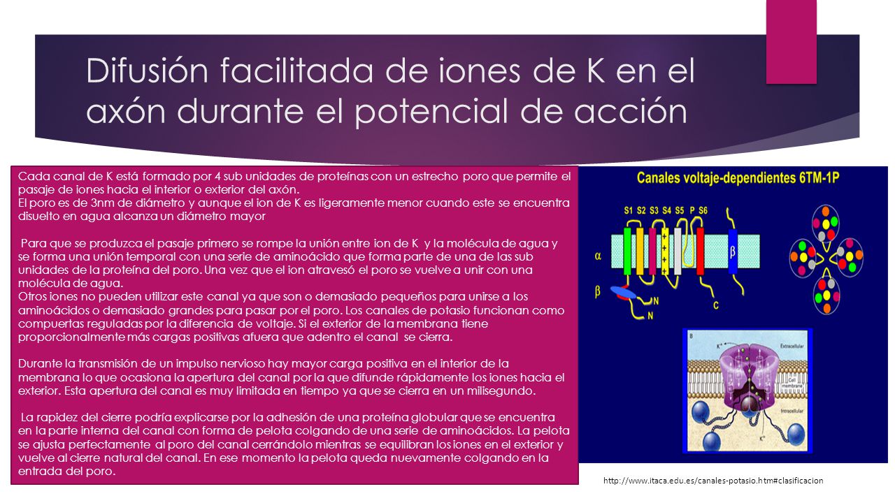 Difusión facilitada de iones de K en el axón durante el potencial de acción