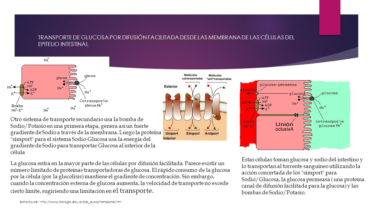 TRANSPORTE DE GLUCOSA POR DIFUSIÓN FACILITADA DESDE LAS MEMBRANA DE LAS CÉLULAS DEL EPITELIO INTESTINAL