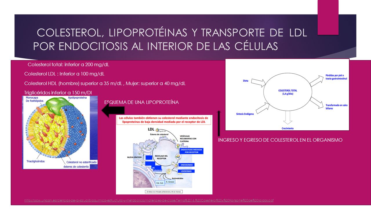 COLESTEROL, LIPOPROTÉINAS Y TRANSPORTE DE LDL POR ENDOCITOSIS AL INTERIOR DE LAS CÉLULAS