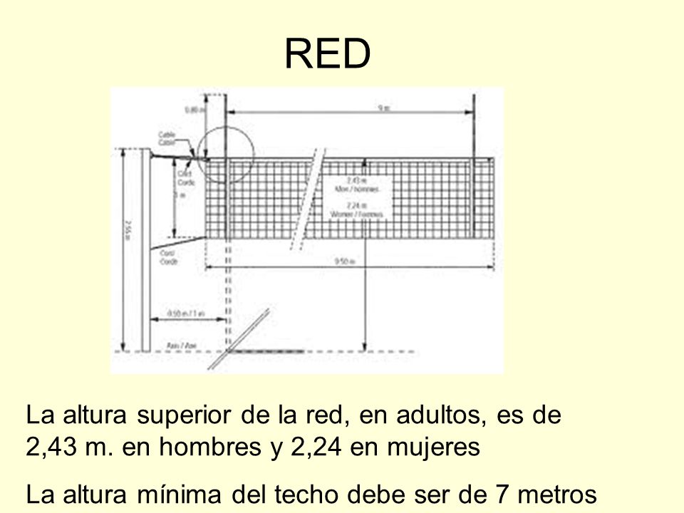 RED La altura superior de la red, en adultos, es de 2,43 m.