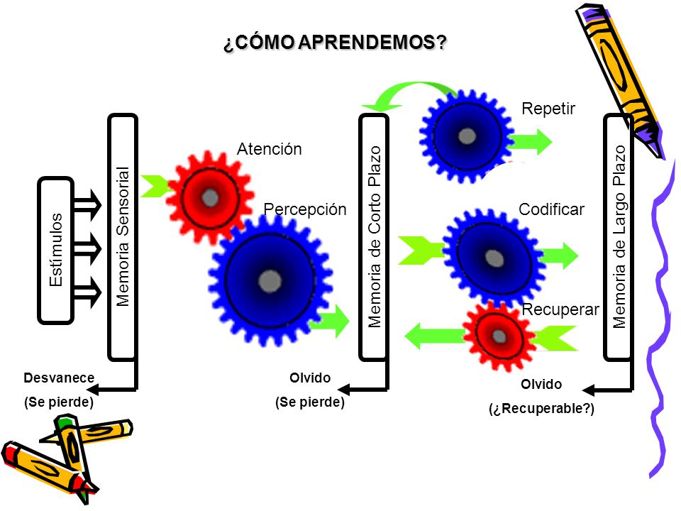 ¿CÓMO APRENDEMOS Estímulos Memoria Sensorial Memoria de Corto Plazo