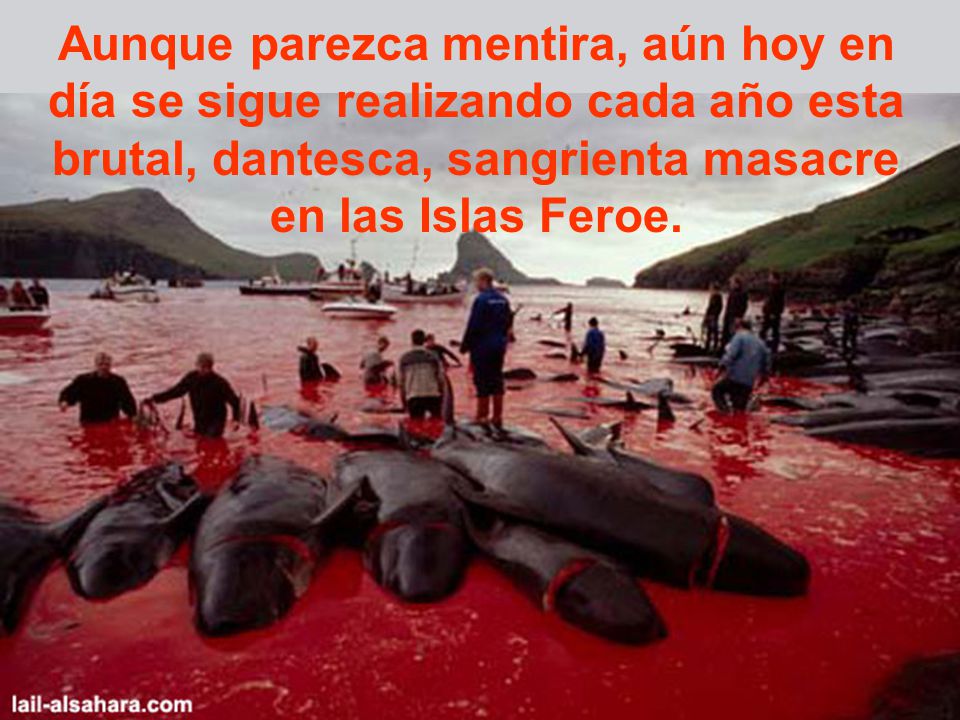 Aunque parezca mentira, aún hoy en día se sigue realizando cada año esta brutal, dantesca, sangrienta masacre en las Islas Feroe.