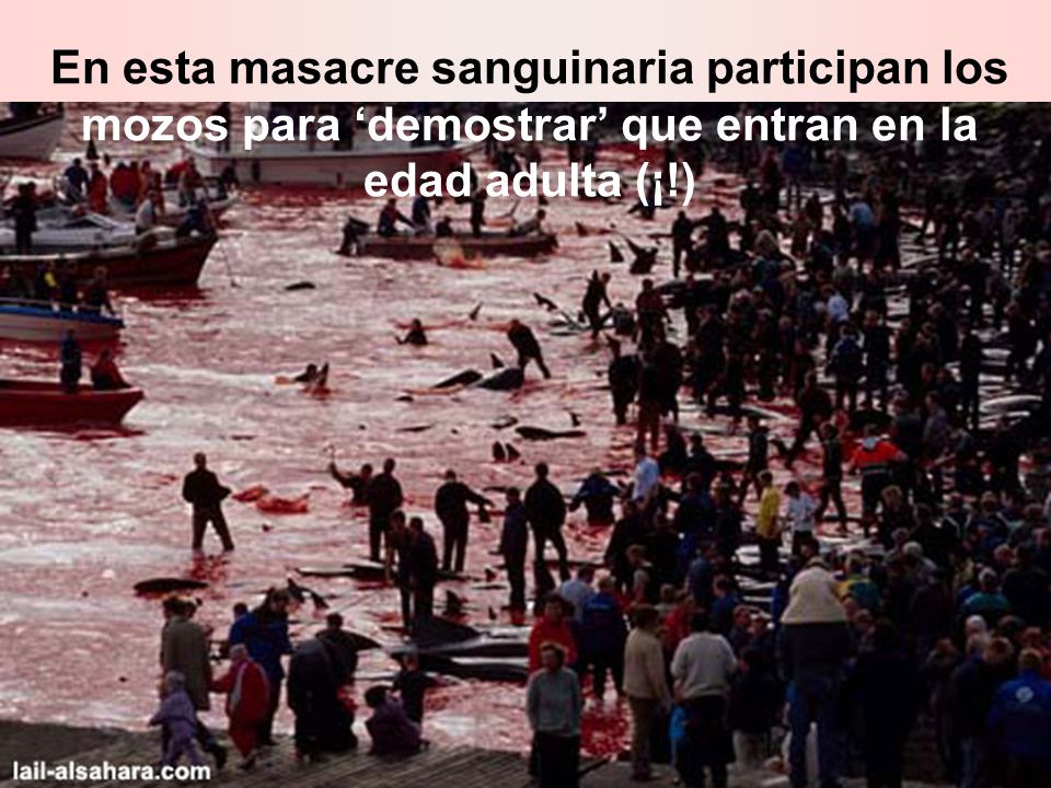 En esta masacre sanguinaria participan los mozos para ‘demostrar’ que entran en la edad adulta (¡!)