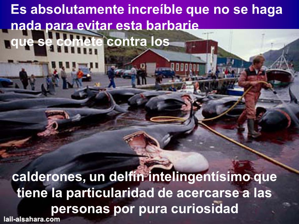 Es absolutamente increíble que no se haga nada para evitar esta barbarie que se comete contra los