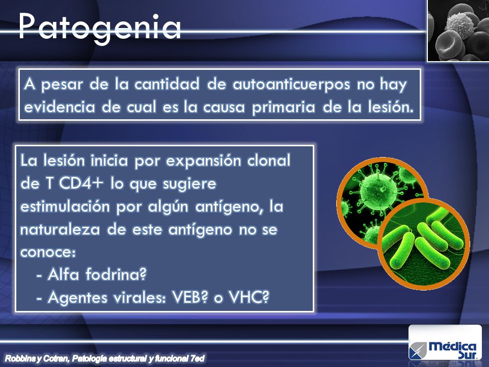 Patogenia A pesar de la cantidad de autoanticuerpos no hay evidencia de cual es la causa primaria de la lesión.