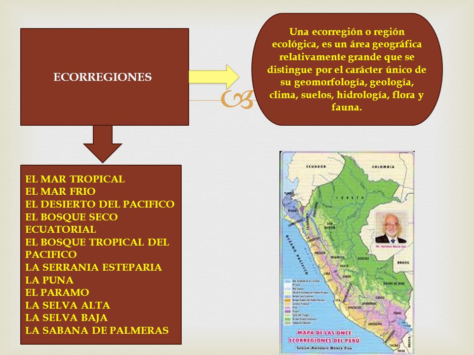 Una ecorregión o región ecológica, es un área geográfica relativamente grande que se distingue por el carácter único de su geomorfología, geología, clima, suelos, hidrología, flora y fauna.