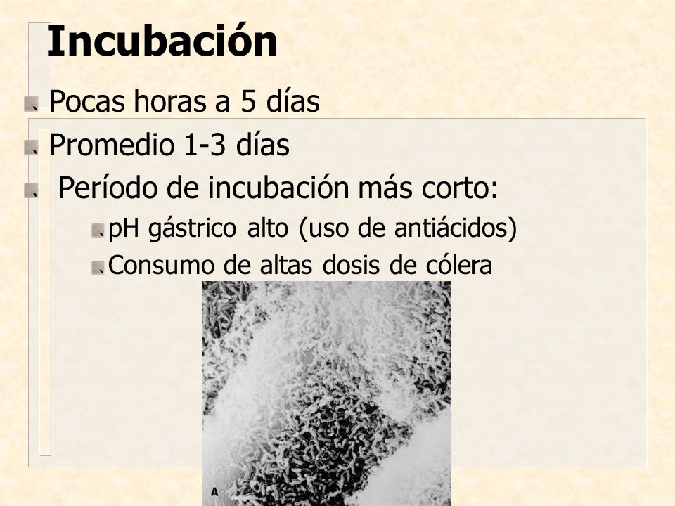 Incubación Pocas horas a 5 días Promedio 1-3 días