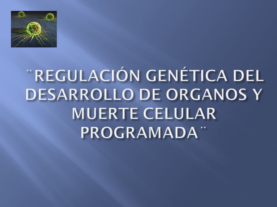 ¨REGULACIÓN GENÉTICA DEL DESARROLLO DE ORGANOS Y MUERTE CELULAR PROGRAMADA¨