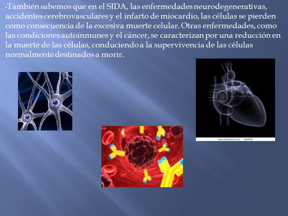 También sabemos que en el SIDA, las enfermedades neurodegenerativas, accidentes cerebrovasculares y el infarto de miocardio, las células se pierden como consecuencia de la excesiva muerte celular.