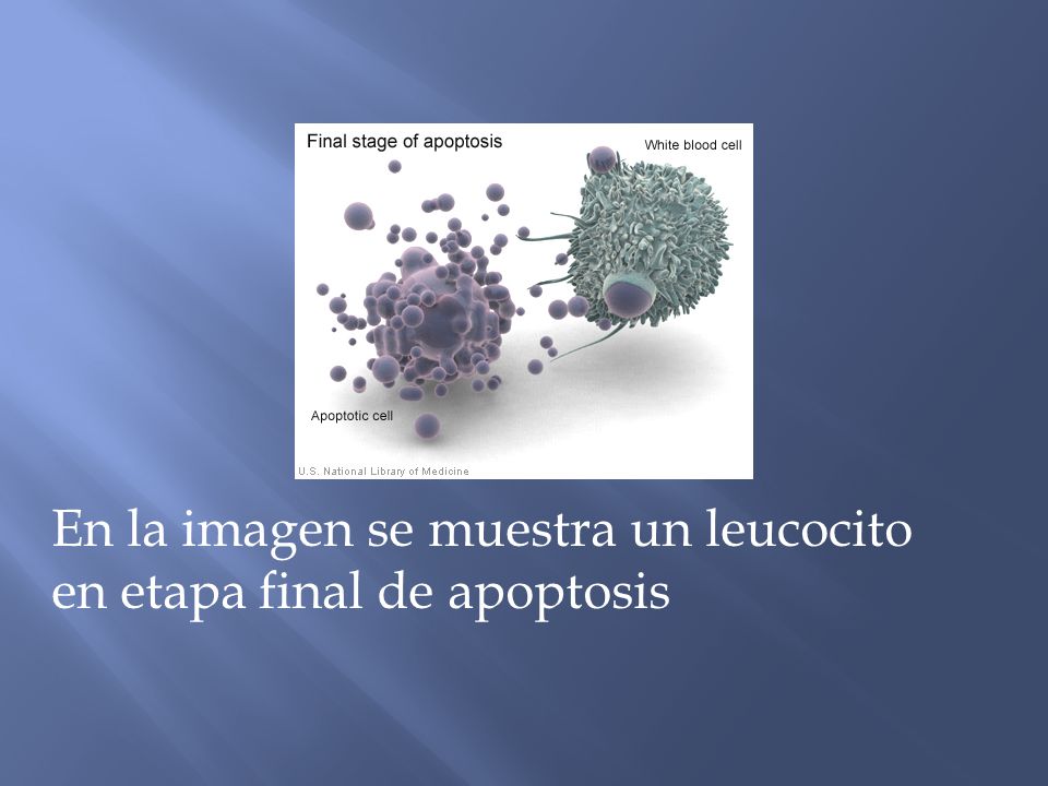 En la imagen se muestra un leucocito en etapa final de apoptosis