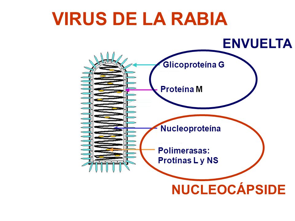 VIRUS DE LA RABIA ENVUELTA NUCLEOCÁPSIDE Glicoproteína G Proteína M