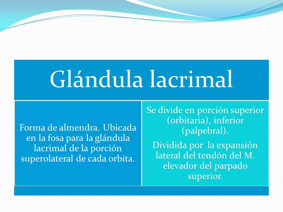 Se divide en porción superior (orbitaria), inferior (palpebral).
