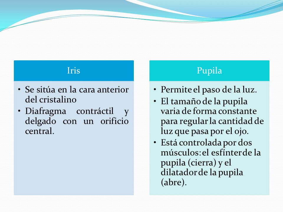 Iris Se sitúa en la cara anterior del cristalino. Diafragma contráctil y delgado con un orificio central.