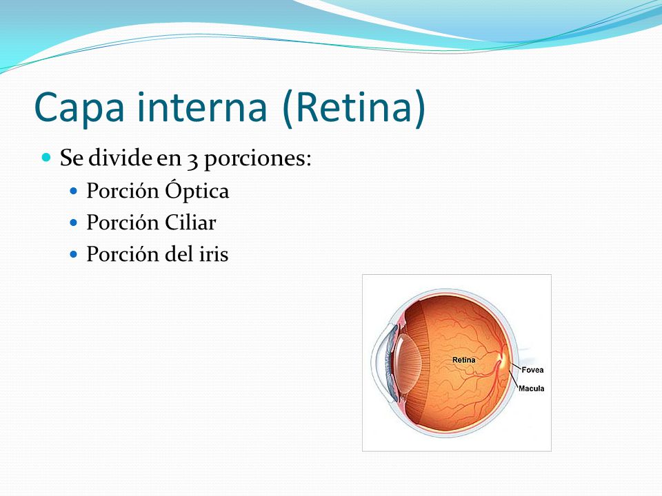 Capa interna (Retina) Se divide en 3 porciones: Porción Óptica