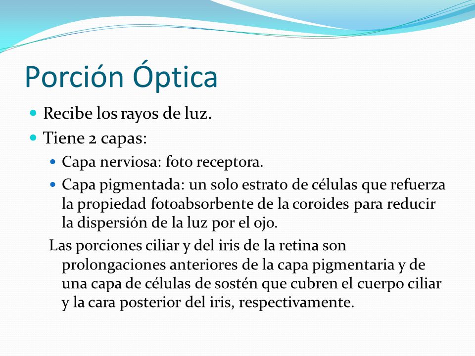 Porción Óptica Recibe los rayos de luz. Tiene 2 capas: