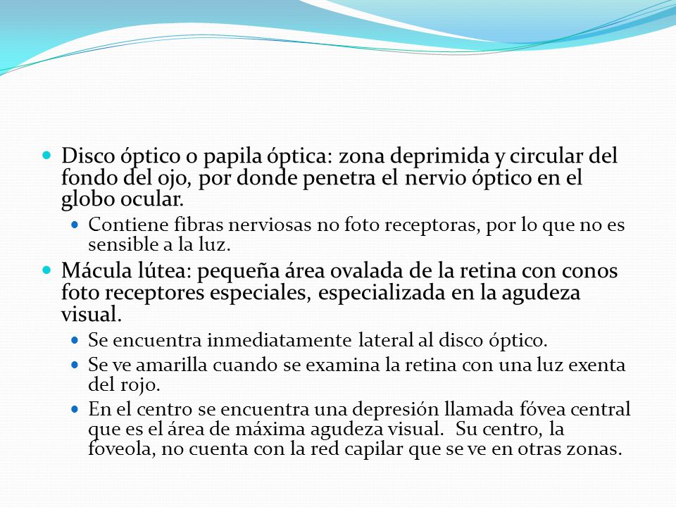 Disco óptico o papila óptica: zona deprimida y circular del fondo del ojo, por donde penetra el nervio óptico en el globo ocular.