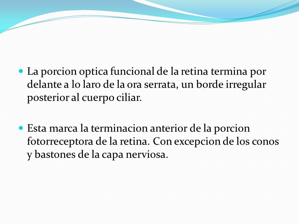 La porcion optica funcional de la retina termina por delante a lo laro de la ora serrata, un borde irregular posterior al cuerpo ciliar.