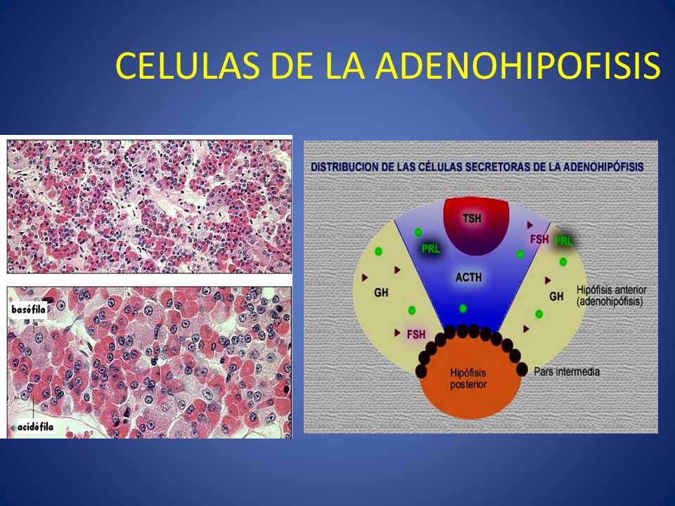 CELULAS DE LA ADENOHIPOFISIS