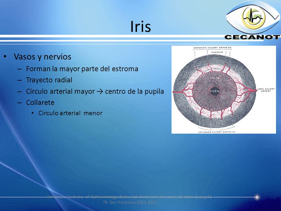Iris Vasos y nervios Forman la mayor parte del estroma Trayecto radial