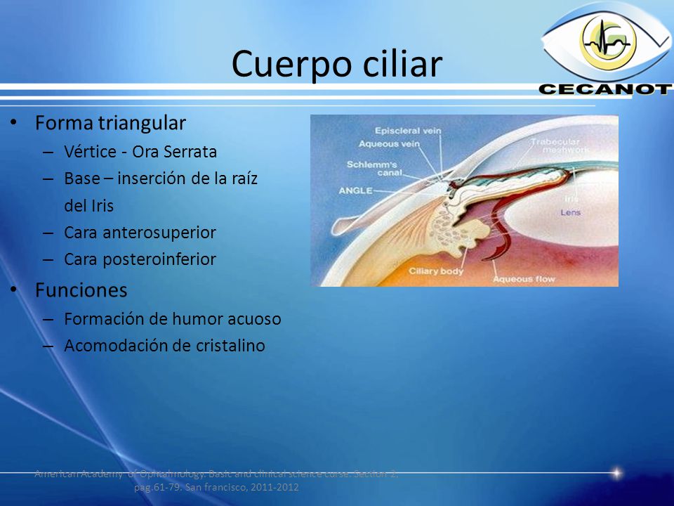 Cuerpo ciliar Forma triangular Funciones Vértice - Ora Serrata