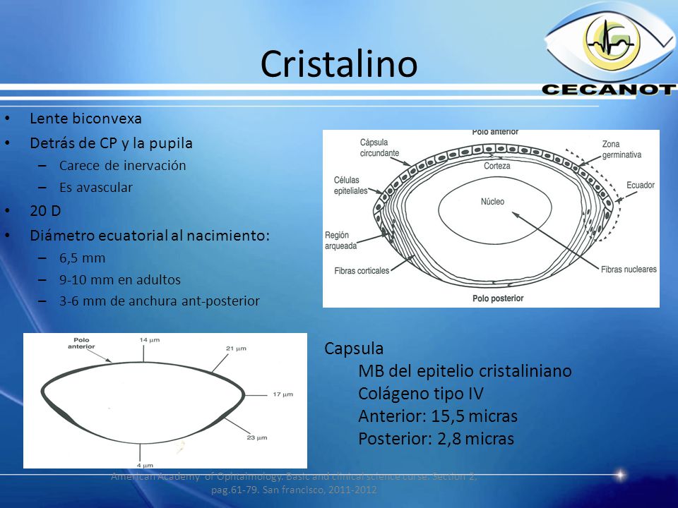 Cristalino Capsula MB del epitelio cristaliniano Colágeno tipo IV