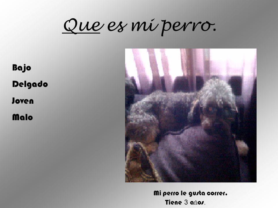 Que es mi perro. Bajo Delgado Joven Malo Mi perro le gusta correr.
