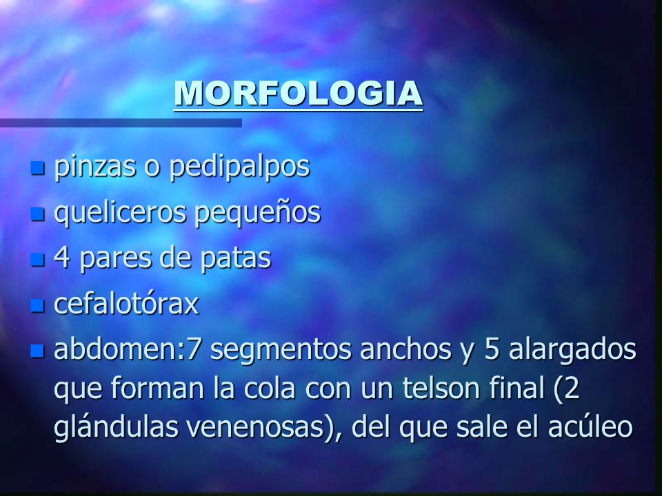 MORFOLOGIA pinzas o pedipalpos queliceros pequeños 4 pares de patas