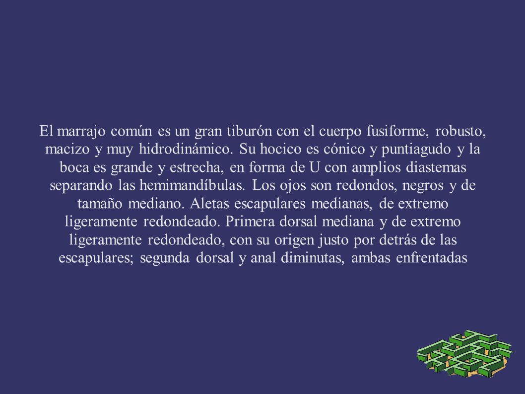 El marrajo común es un gran tiburón con el cuerpo fusiforme, robusto, macizo y muy hidrodinámico.