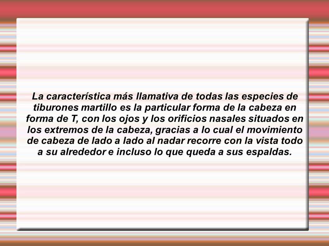 La característica más llamativa de todas las especies de tiburones martillo es la particular forma de la cabeza en forma de T, con los ojos y los orificios nasales situados en los extremos de la cabeza, gracias a lo cual el movimiento de cabeza de lado a lado al nadar recorre con la vista todo a su alrededor e incluso lo que queda a sus espaldas.