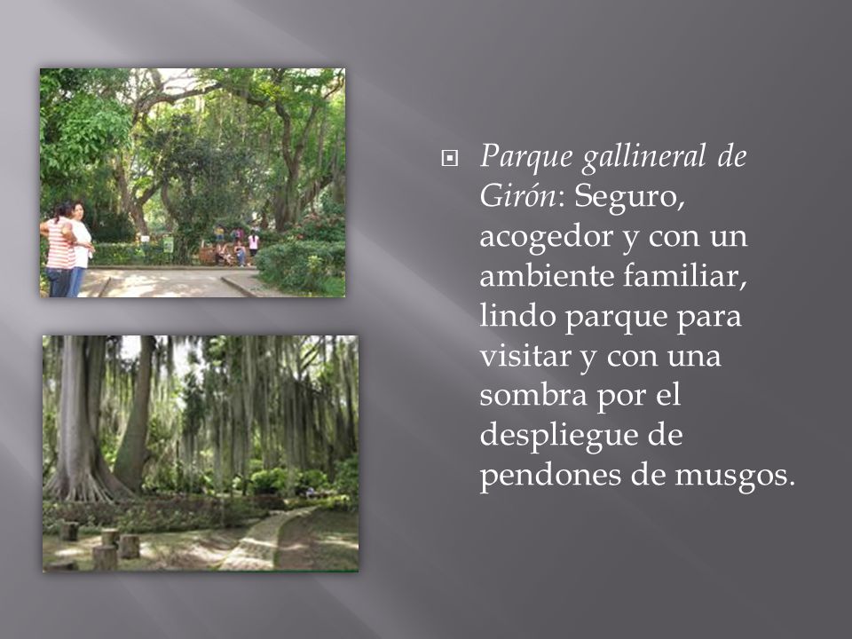 Parque gallineral de Girón: Seguro, acogedor y con un ambiente familiar, lindo parque para visitar y con una sombra por el despliegue de pendones de musgos.