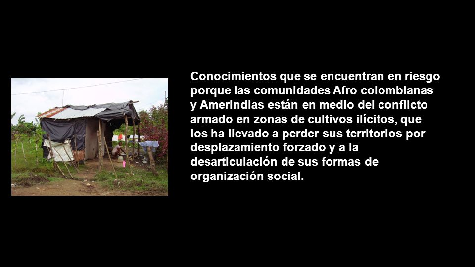Conocimientos que se encuentran en riesgo porque las comunidades Afro colombianas y Amerindias están en medio del conflicto armado en zonas de cultivos ilícitos, que los ha llevado a perder sus territorios por desplazamiento forzado y a la desarticulación de sus formas de organización social.