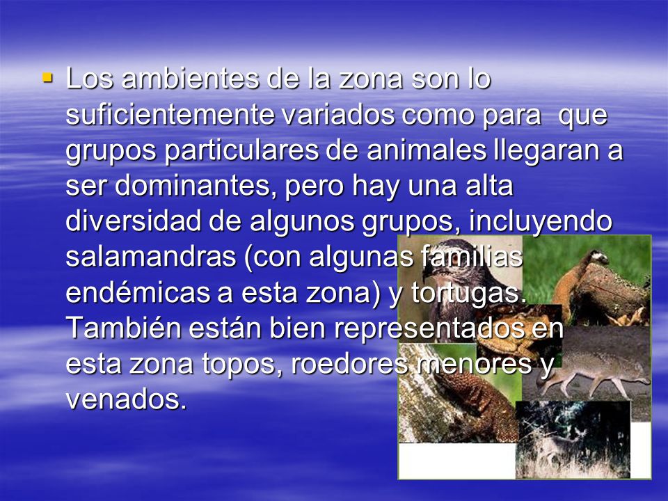Los ambientes de la zona son lo suficientemente variados como para que grupos particulares de animales llegaran a ser dominantes, pero hay una alta diversidad de algunos grupos, incluyendo salamandras (con algunas familias endémicas a esta zona) y tortugas.