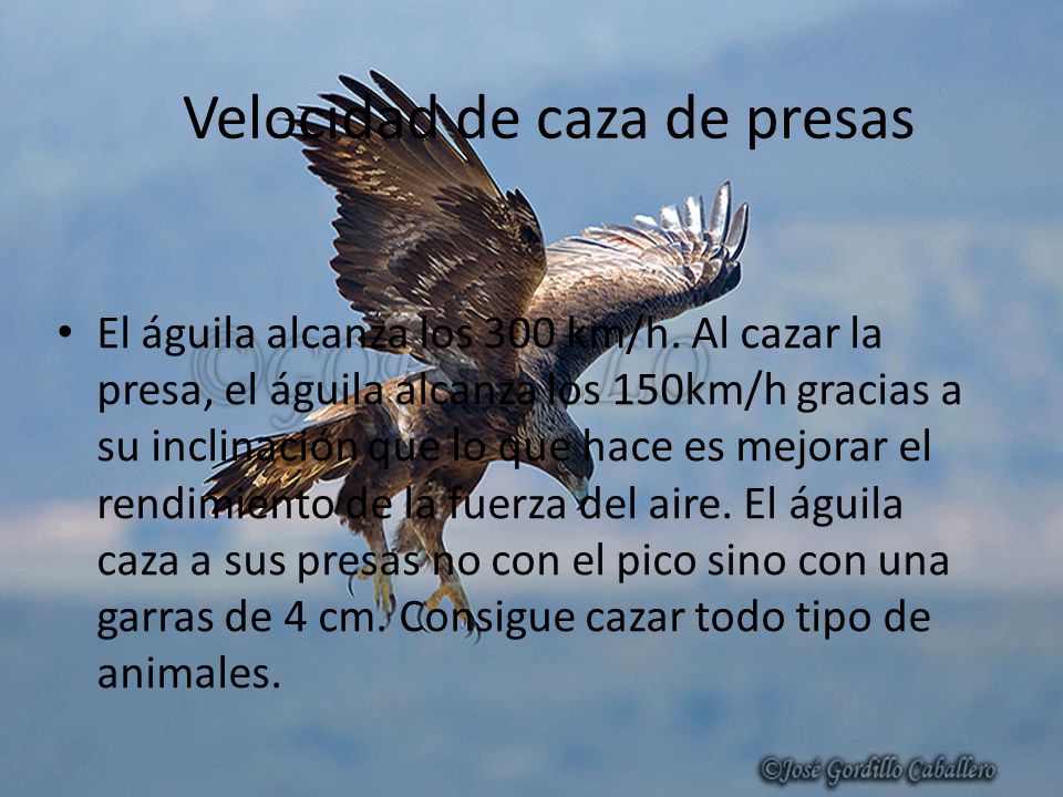 El águila El águila real es un animal en peligro de extinción y uno de los  animales aéreos mas rápidos del mundo. - ppt video online descargar