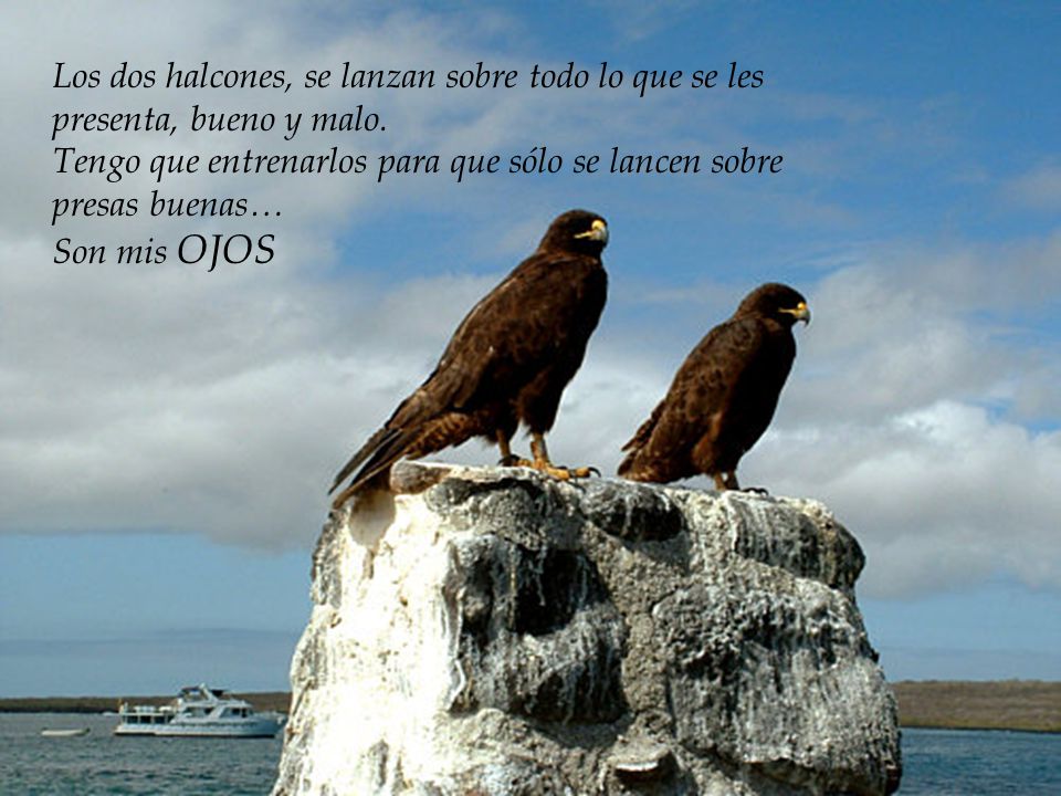 Los dos halcones, se lanzan sobre todo lo que se les presenta, bueno y malo.