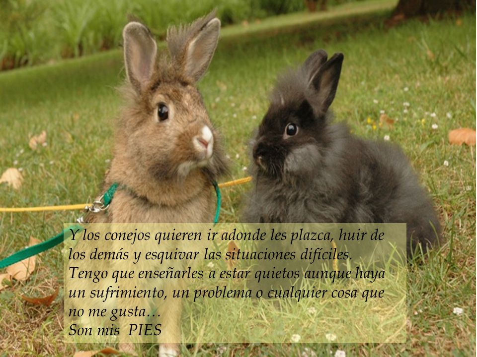 Y los conejos quieren ir adonde les plazca, huir de los demás y esquivar las situaciones difíciles.