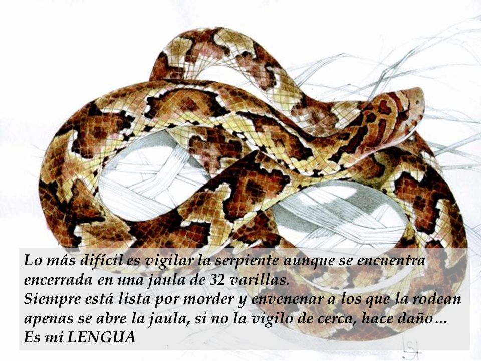 Lo más difícil es vigilar la serpiente aunque se encuentra encerrada en una jaula de 32 varillas.