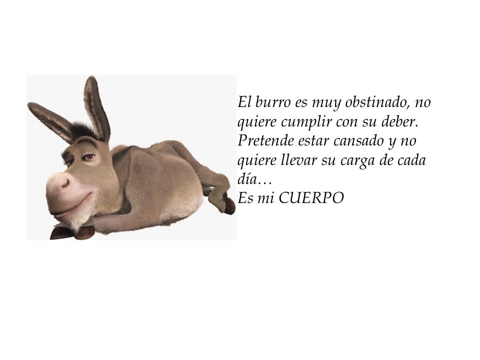 El burro es muy obstinado, no quiere cumplir con su deber
