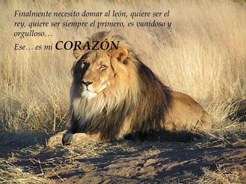 Finalmente necesito domar al león, quiere ser el rey, quiere ser siempre el primero, es vanidoso y orgulloso… Ese… es mi CORAZÓN