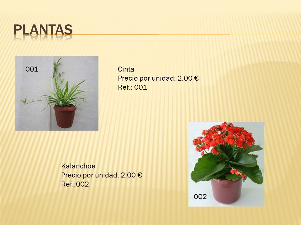 PLANTAS 001 Cinta Precio por unidad: 2,00 € Ref.: 001 Kalanchoe