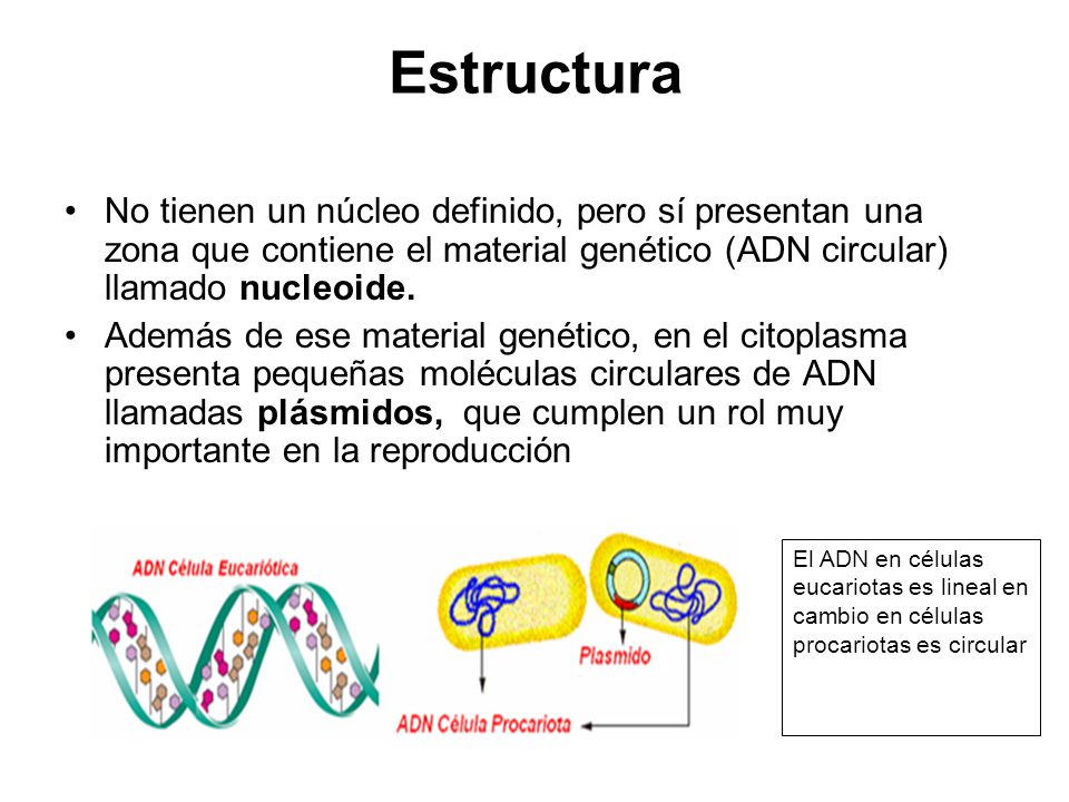 Estructura No tienen un núcleo definido, pero sí presentan una zona que contiene el material genético (ADN circular) llamado nucleoide.
