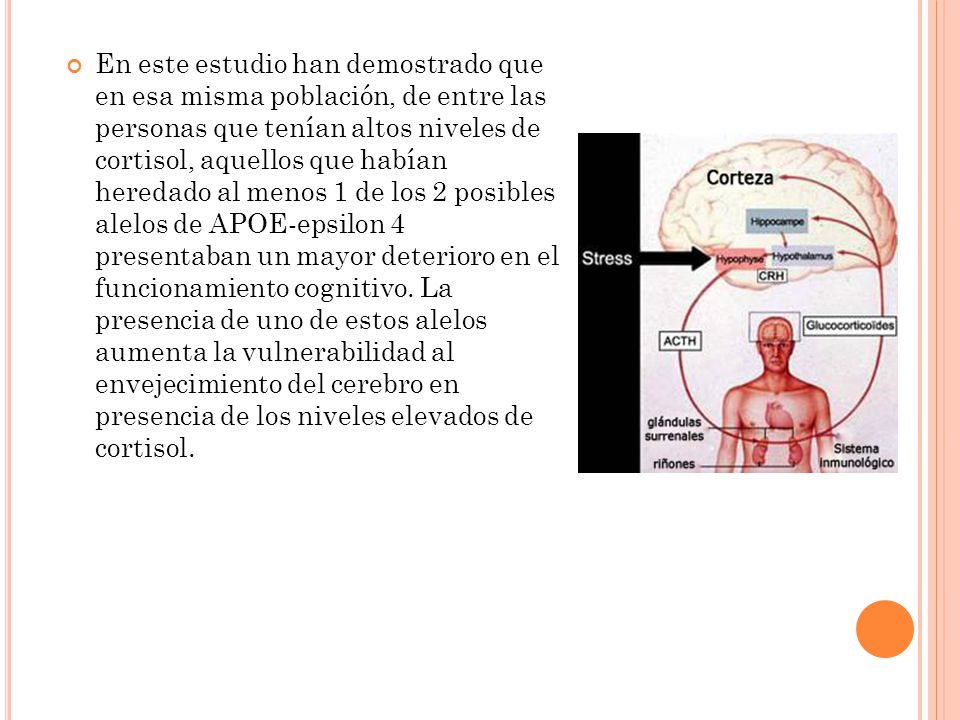 En este estudio han demostrado que en esa misma población, de entre las personas que tenían altos niveles de cortisol, aquellos que habían heredado al menos 1 de los 2 posibles alelos de APOE-epsilon 4 presentaban un mayor deterioro en el funcionamiento cognitivo.