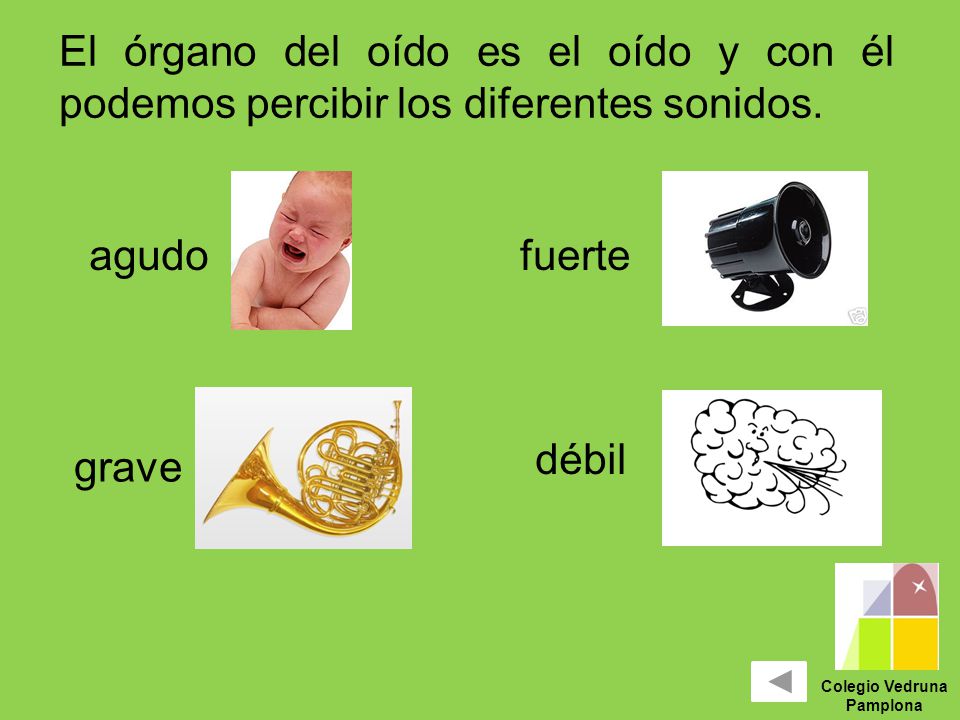 El órgano del oído es el oído y con él podemos percibir los diferentes sonidos.