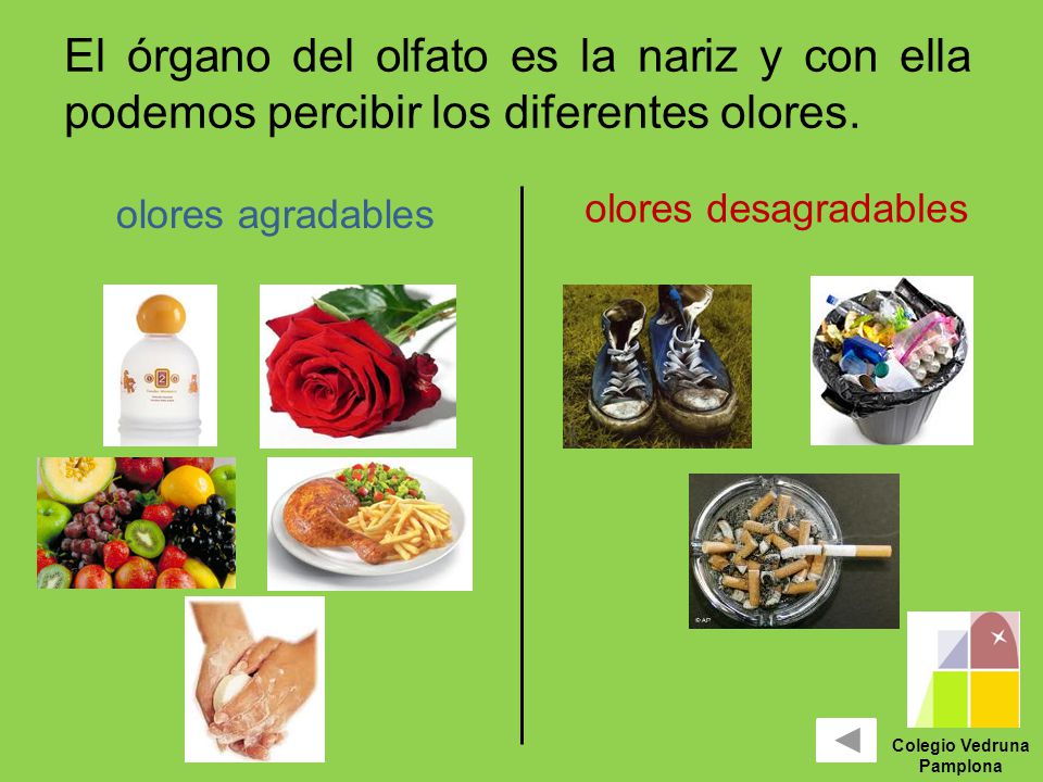 El órgano del olfato es la nariz y con ella podemos percibir los diferentes olores.