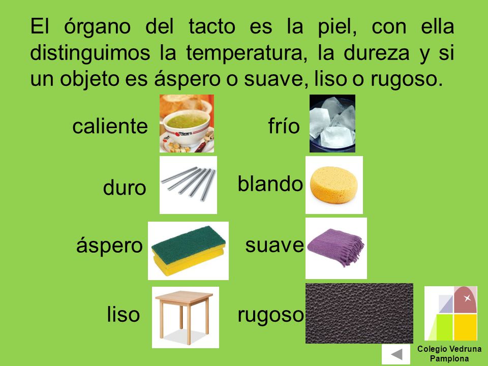 El órgano del tacto es la piel, con ella distinguimos la temperatura, la dureza y si un objeto es áspero o suave, liso o rugoso.
