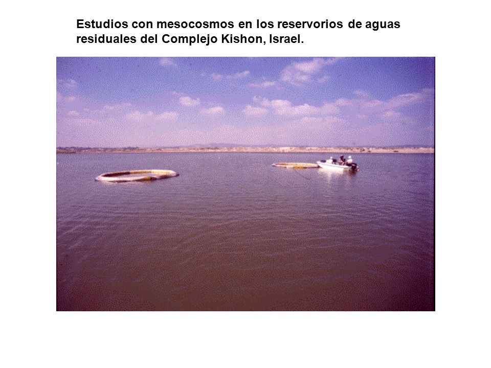 Estudios con mesocosmos en los reservorios de aguas residuales del Complejo Kishon, Israel.