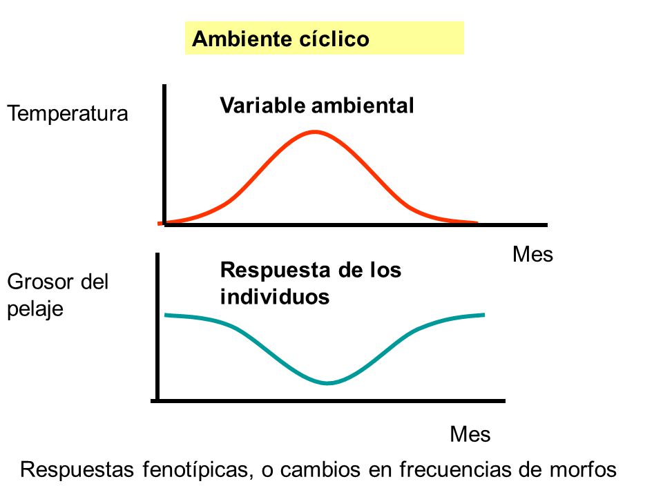 Ambiente cíclico Variable ambiental. Temperatura. Mes. Respuesta de los individuos. Grosor del pelaje.