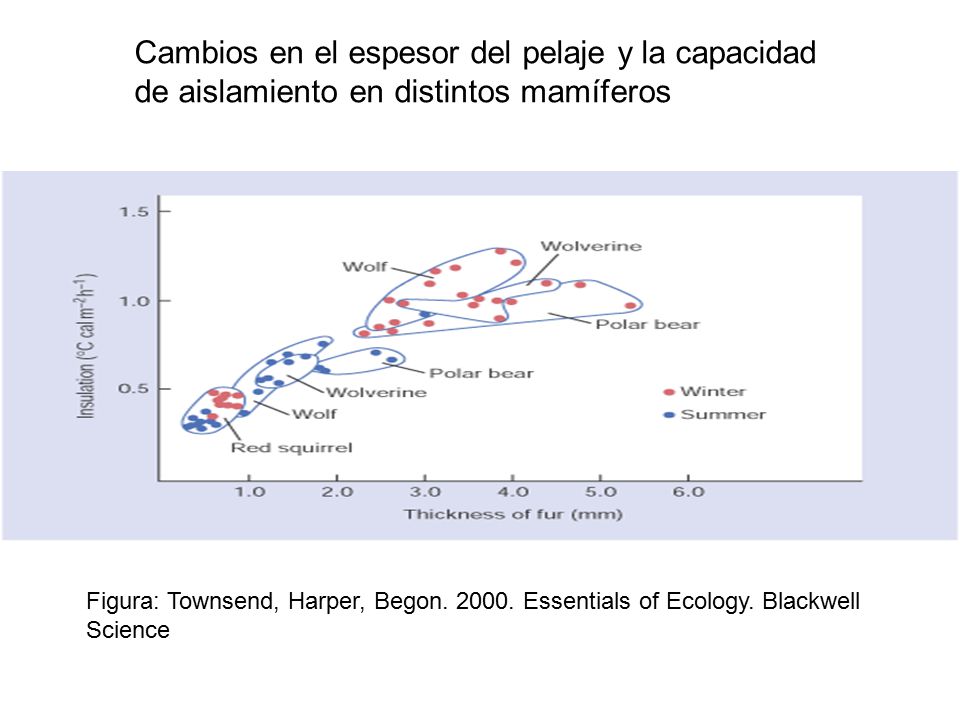 Cambios en el espesor del pelaje y la capacidad de aislamiento en distintos mamíferos