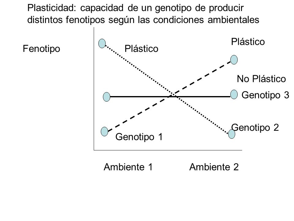 Plasticidad: capacidad de un genotipo de producir distintos fenotipos según las condiciones ambientales